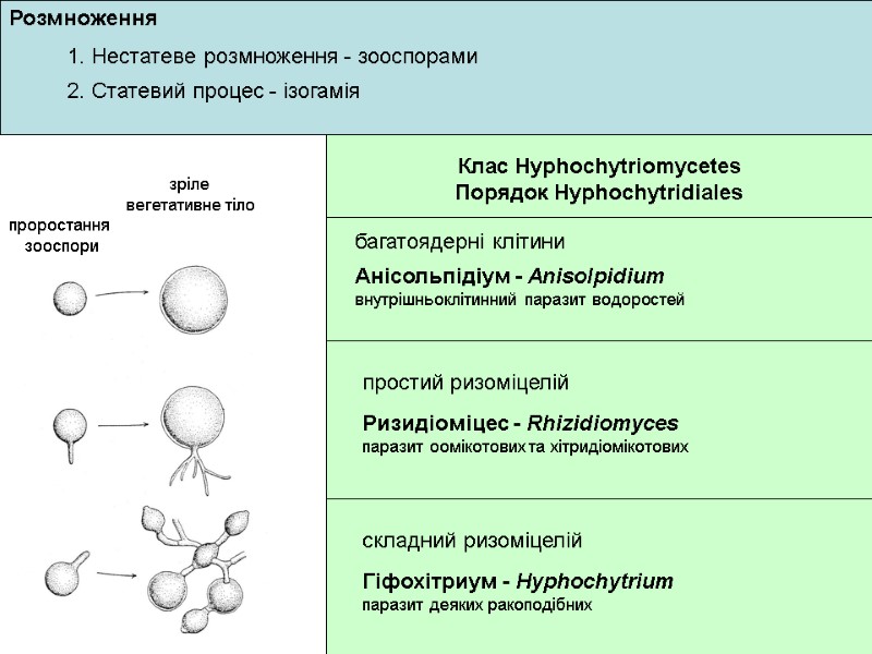 Розмноження багатоядерні клітини простий ризоміцелій складний ризоміцелій Анісольпідіум - Anisolpidium  внутрішньоклітинний паразит водоростей